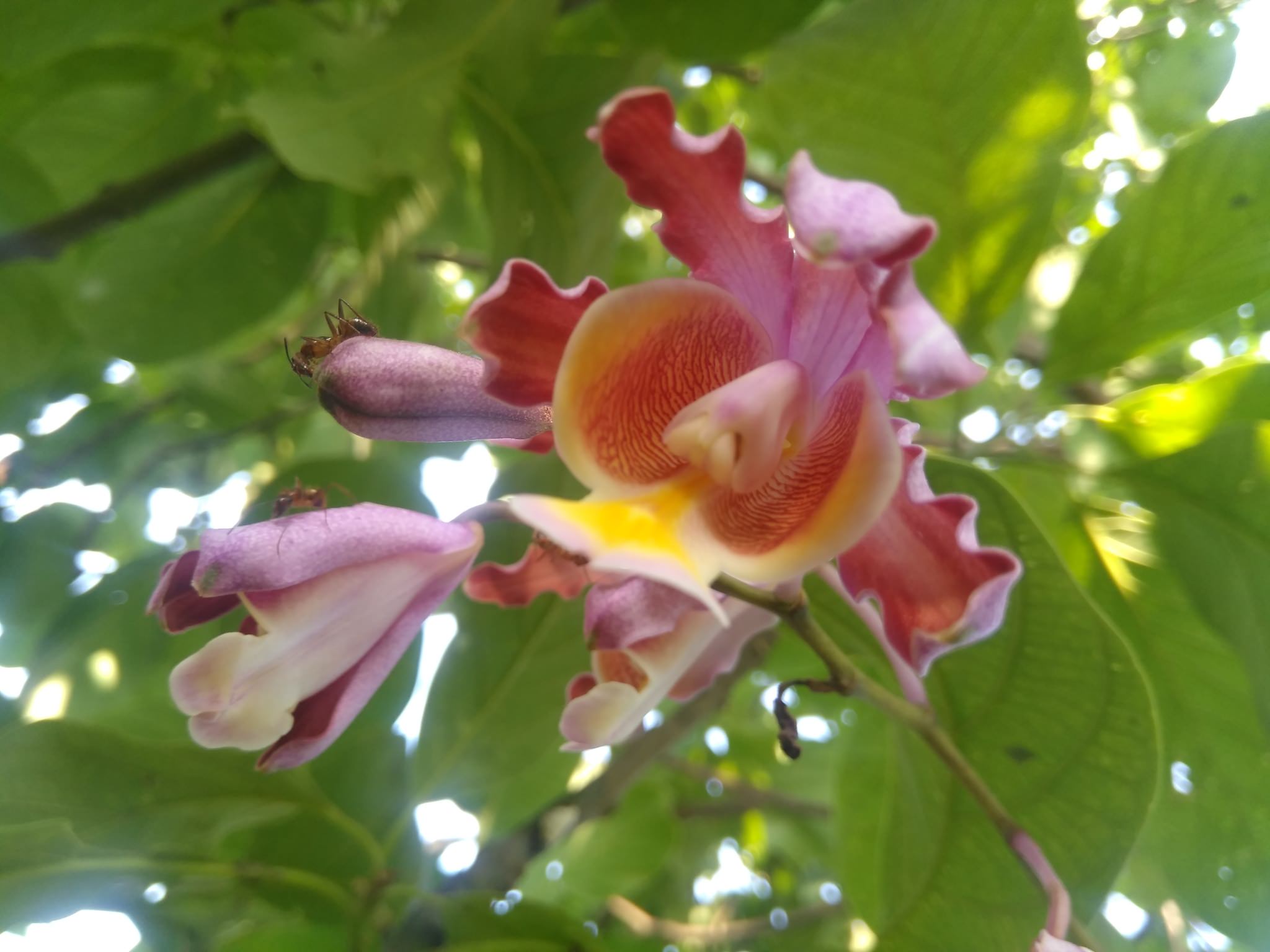 Myrmecophila grandiflora